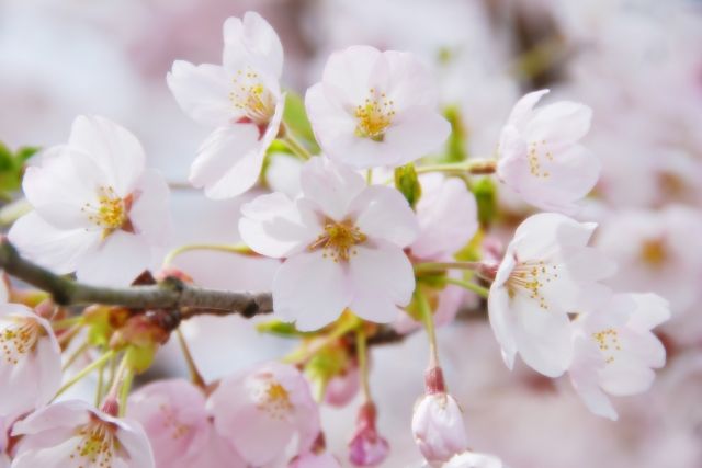Sakura 1