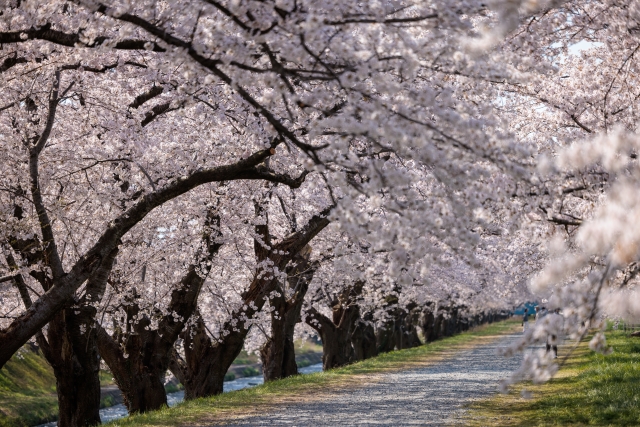Sakura 2