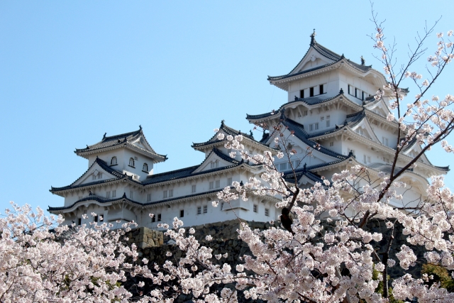 Sakura 3
