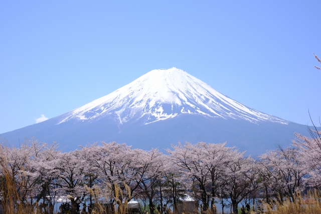 Sakura 4